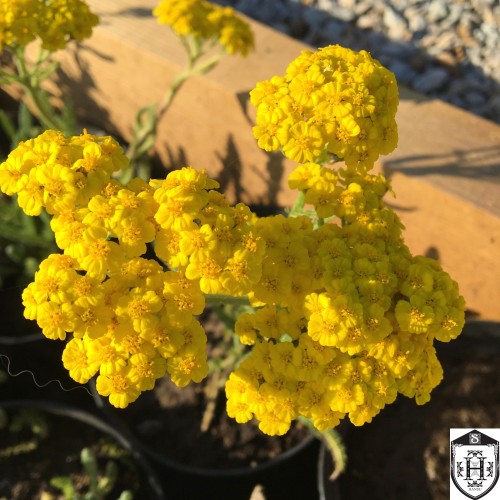 Achillea tomentosa 'Aurea' - Karvane raudrohi 'Aurea' P9/0,55L